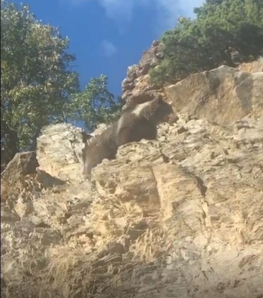 Boz Ayının Kış Uykusu Öncesi Son Gezintisi