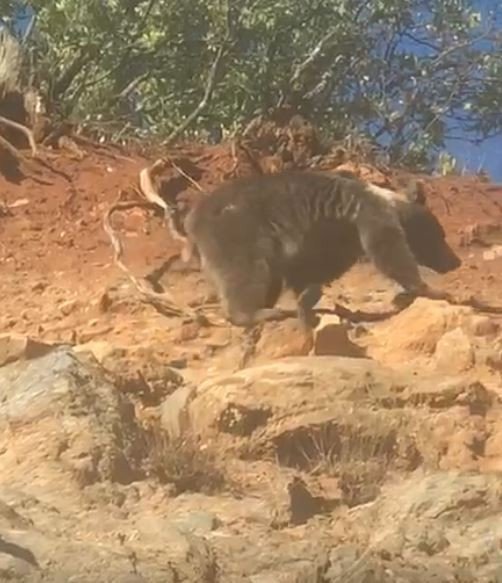 Boz Ayının Kış Uykusu Öncesi Son Gezintisi