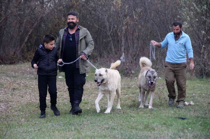 Anadolu Aslanlarıyla Terapi Niteliğinde Doğa Gezisi