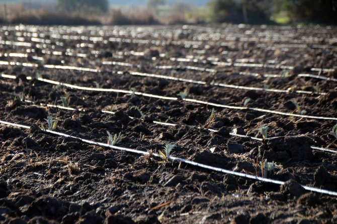 Bodrum Belediyesi’nde Drone İle İlaçlama Dönemi Başlıyor