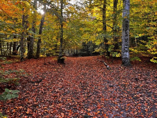 Kırık Fay Hattının Ortaya Çıkardığı Şaheserde Hazan Güzelliği