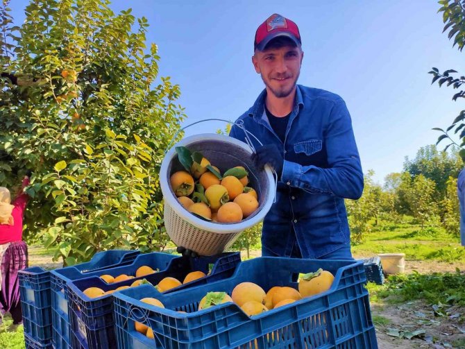 Denizli’de Bu Yıl 15 Bin Ton Cennet Hurması Hasat Edilecek