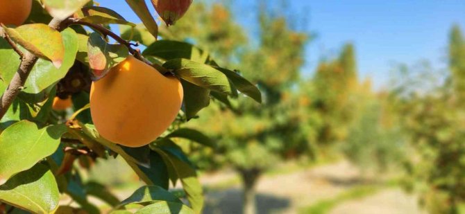 Denizli’de Bu Yıl 15 Bin Ton Cennet Hurması Hasat Edilecek
