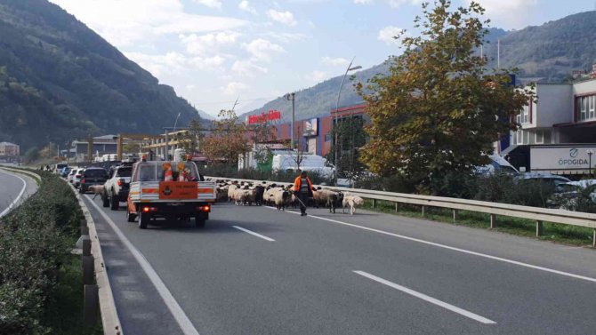 Sürülerin Zorlu Göç Yolculuğu Başladı