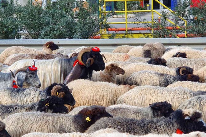 Sürülerin Zorlu Göç Yolculuğu Başladı