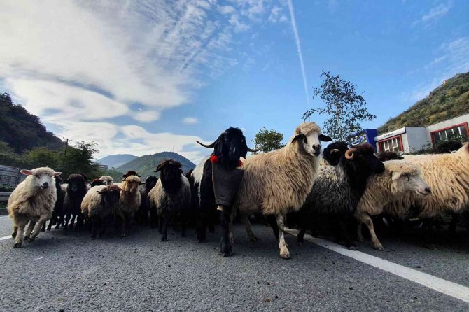 Sürülerin Zorlu Göç Yolculuğu Başladı