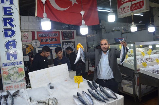 Balık Tezgahlarında Palamut Bolluğu