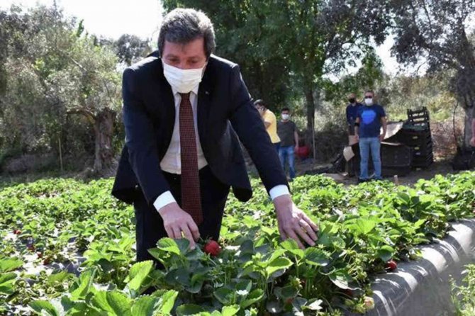 Vali Hanım Çileğinden 33 Milyon Tl Gelir