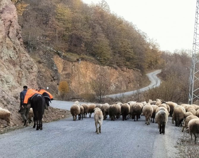 Yaylalarda Çobanların Sürüleriyle Göçü Başladı