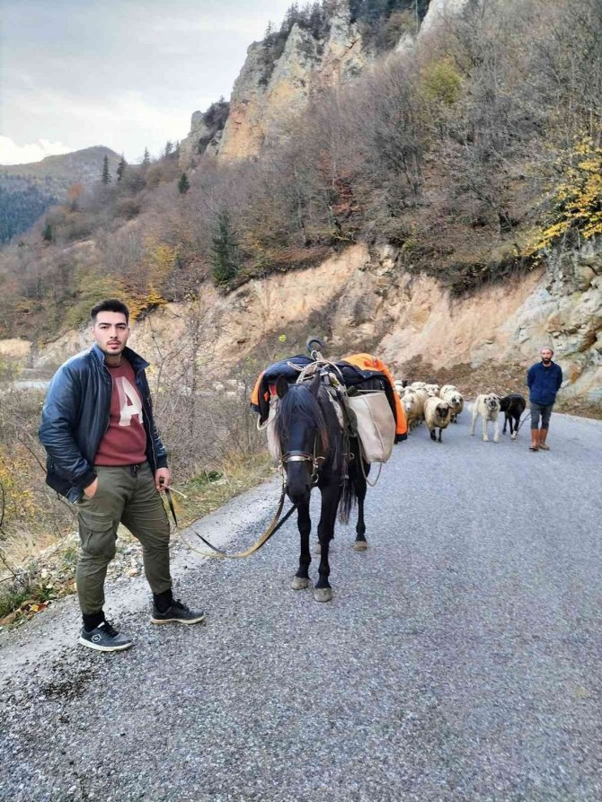 Yaylalarda Çobanların Sürüleriyle Göçü Başladı