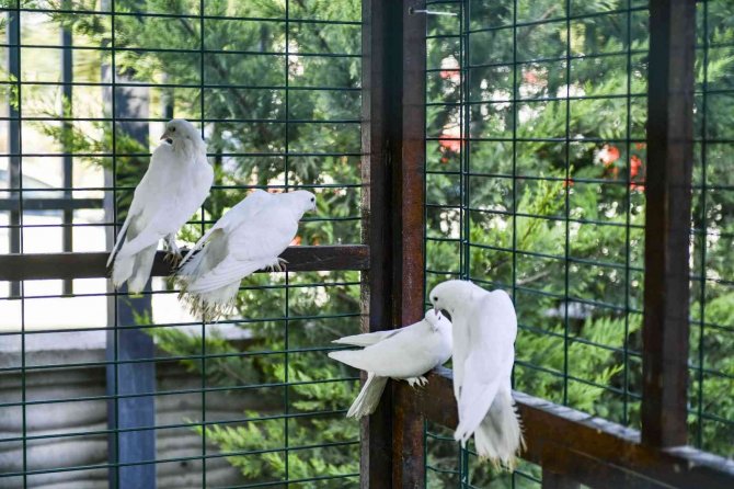 Başkentin 5 Beyazı Öğrencilere Tanıtılıyor