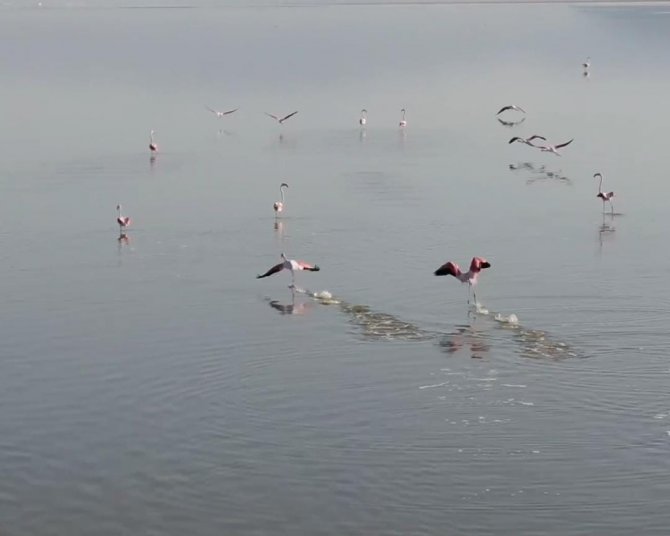 Acıgöl’ün Sahipleri Böyle Görüntülendi