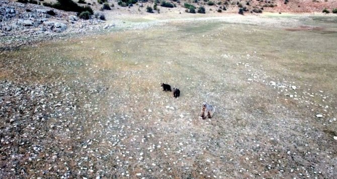 Anne Ayı Ve 2 Yavrusu Dron İle Görüntülendi