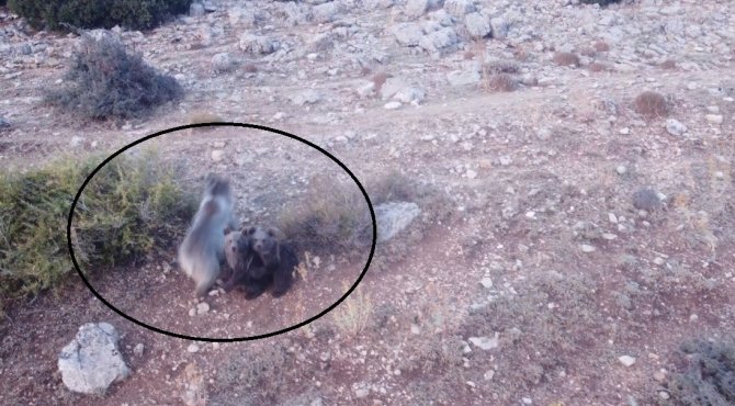 Anne Ayı Ve 2 Yavrusu Dron İle Görüntülendi