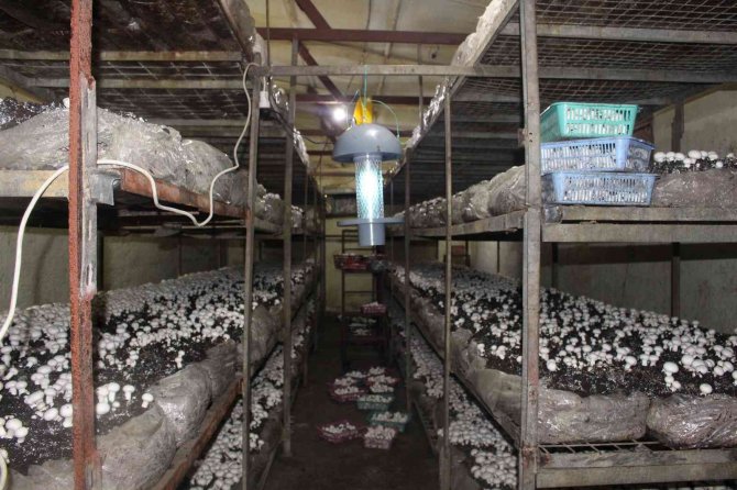 Büyükşehirden, Mantar Üreticisine Işıklı Tuzak Desteği