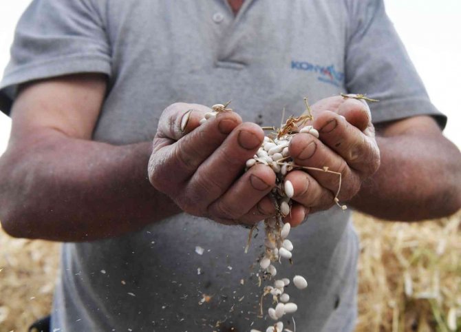 Konyaaltı Örnek Oldu, Fasulyede Üretim Arttı