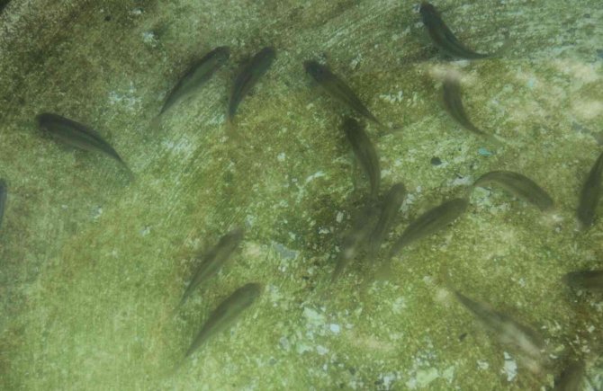 Balıkların Yeni Adresi Atık Su Arıtma Tesisi Oldu