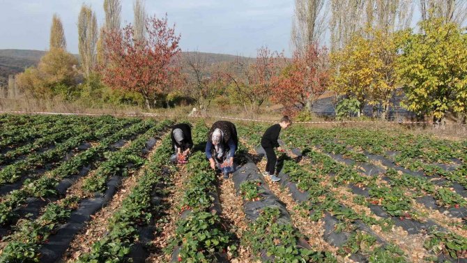 Köylü Kadınların Hayatı Bir Fide İle Değişti...köyün Tamamı 7 Ay Çilek Üretiyor