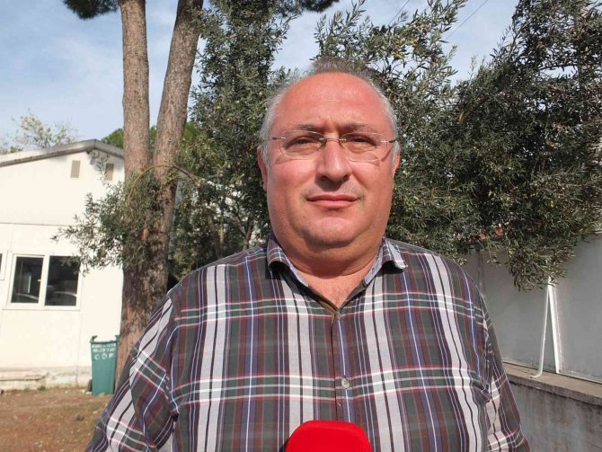 Atık Zeytin Yaprakları Koyun Ve Keçilere Yem Oluyor