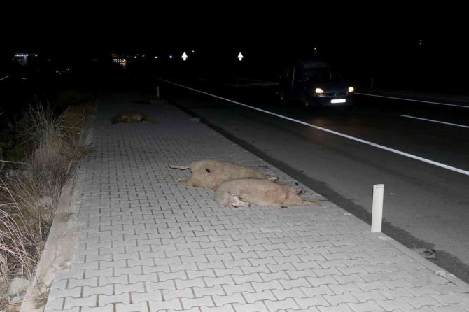 Fethiye’de İki Aracın Çarptığı 12 Küçükbaş Hayvan Telef Oldu