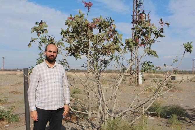 Yetişmez Denilen Antep Fıstığını Iğdır’da Dikti, Hasadını Elleriyle Yaptı