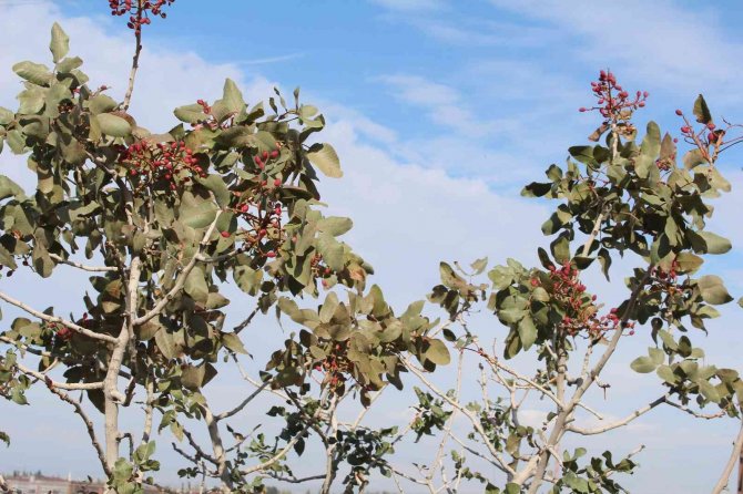 Yetişmez Denilen Antep Fıstığını Iğdır’da Dikti, Hasadını Elleriyle Yaptı