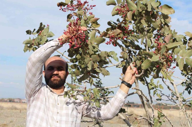 Yetişmez Denilen Antep Fıstığını Iğdır’da Dikti, Hasadını Elleriyle Yaptı