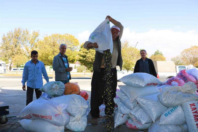 Kahramanmaraş’ta Zeytinin Yağa Dönüşüm Yolculuğu Başladı