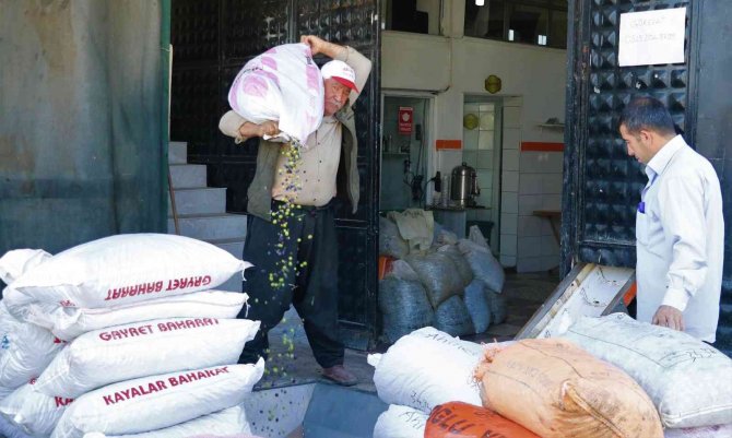Kahramanmaraş’ta Zeytinin Yağa Dönüşüm Yolculuğu Başladı