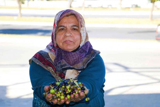 Kahramanmaraş’ta Zeytinin Yağa Dönüşüm Yolculuğu Başladı