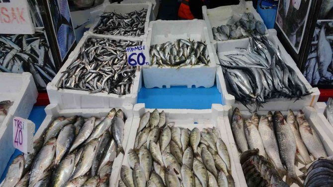 Palamut Avında Düşüş, Diğer Balık Çeşitlerinin Avında İse Artış Yaşanıyor