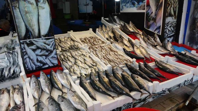 Palamut Avında Düşüş, Diğer Balık Çeşitlerinin Avında İse Artış Yaşanıyor