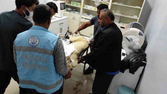 Ölüme Terk Ettiği Köpek Gece Yarısı Ameliyata Alındı