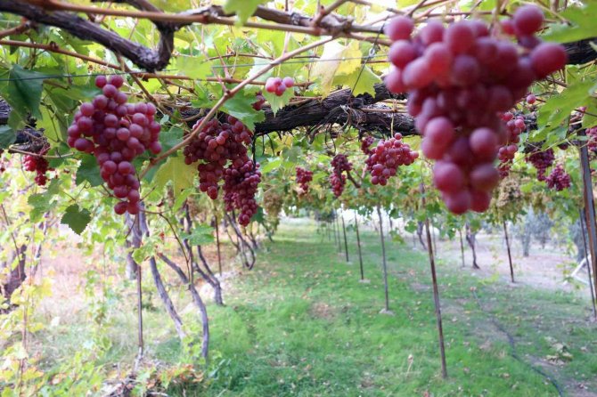 Arsa Mahallesi Agro Turizm Merkezi Oluyor