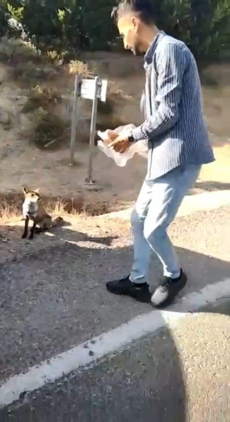 Tarihi Gelibolu Yarımadası’nın Maskotu Olan Tilkiyi Elleriyle Beslediler