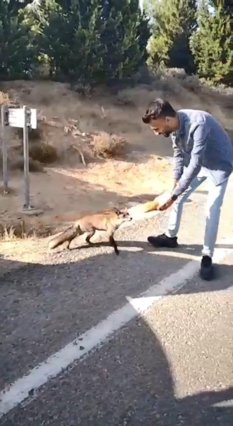 Tarihi Gelibolu Yarımadası’nın Maskotu Olan Tilkiyi Elleriyle Beslediler