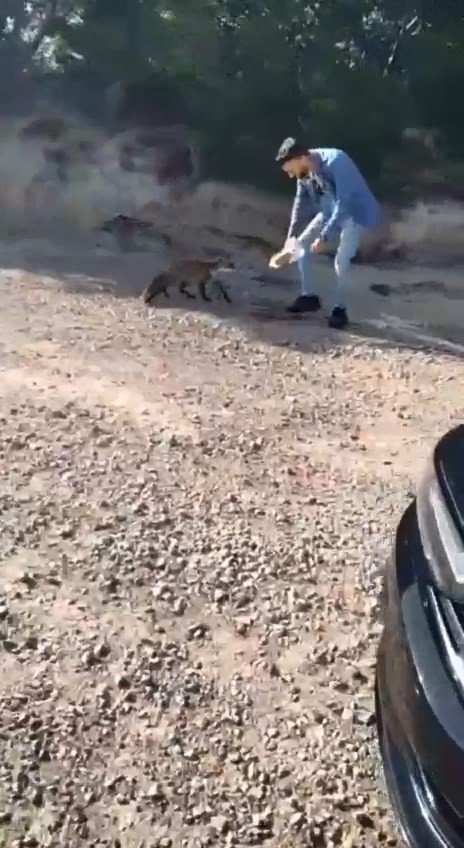 Tarihi Gelibolu Yarımadası’nın Maskotu Olan Tilkiyi Elleriyle Beslediler