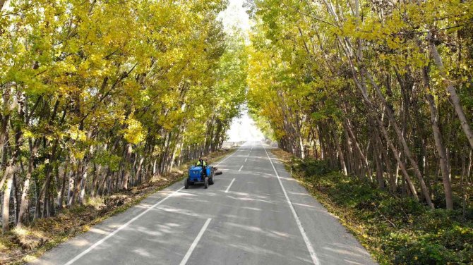 Ağaçların Oluşturduğu Sonbahar Tüneli Hayran Bırakıyor