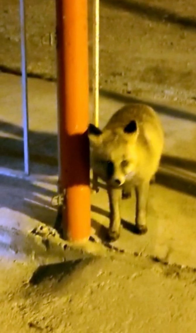 Aç Kalan Tilki Yayla Esnafına Sığındı