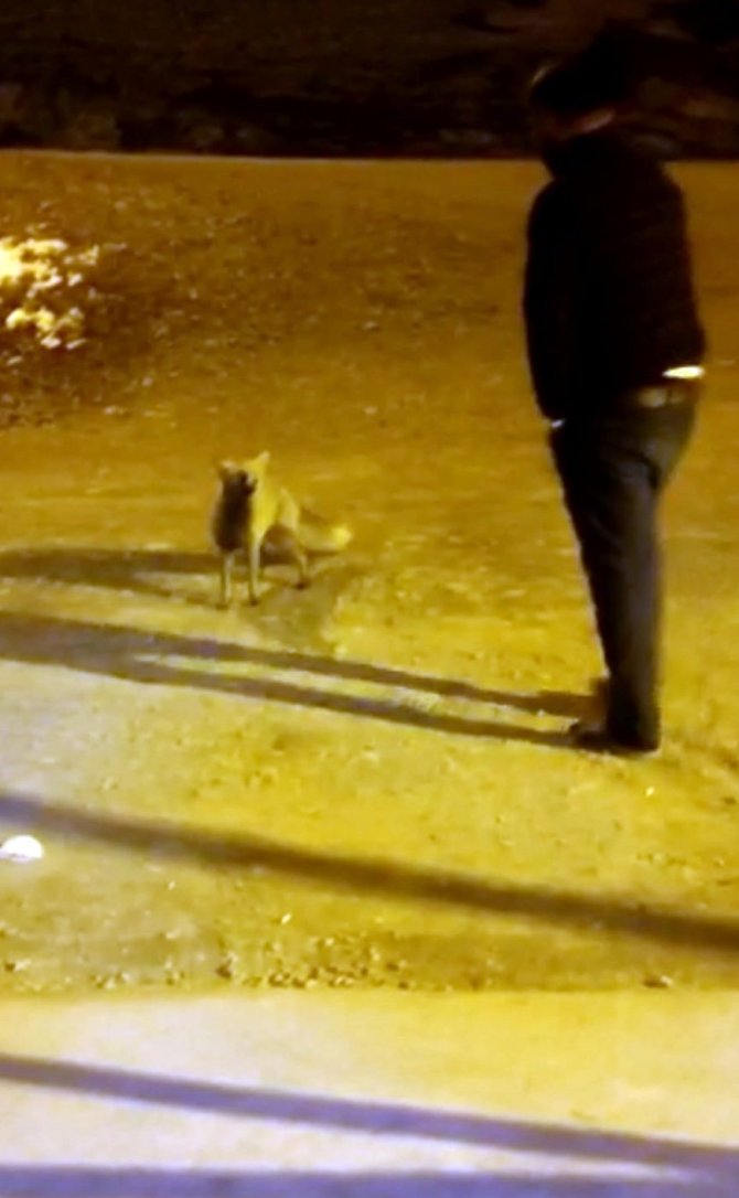 Aç Kalan Tilki Yayla Esnafına Sığındı