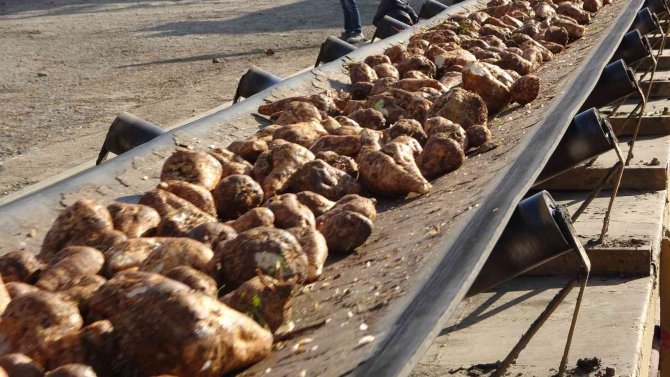 Şeker Pancarından Muş Ekonomisine 1 Milyar 400 Milyon Liralık Tatlı Katkı