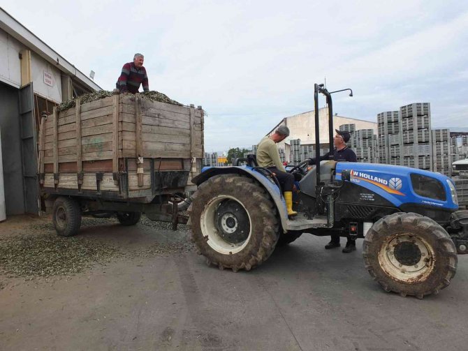 Atık Zeytin Yaprakları Koyun Ve Keçilere Yem Oluyor