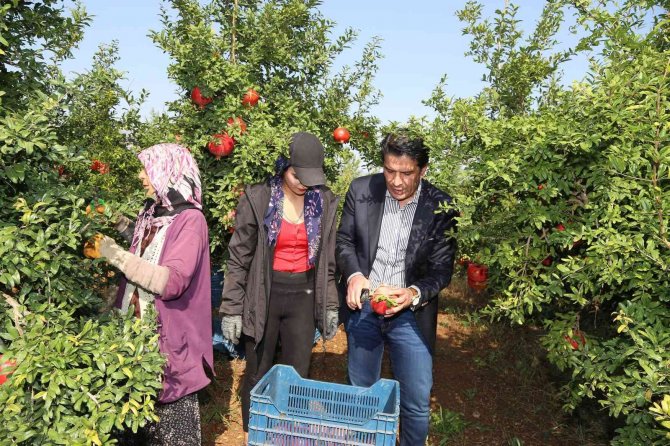 Döşemealtı’nda Nar Çalıştayı Düzenlenecek