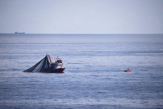Şile Palamut Festivali Başlıyor