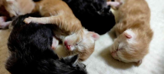 Cins Kedisi Tek Seferde 10 Tane Yavruladı, Büyük Sevinç Yaşadı