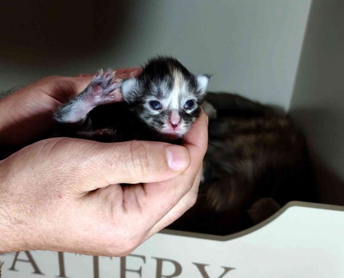 Cins Kedisi Tek Seferde 10 Tane Yavruladı, Büyük Sevinç Yaşadı