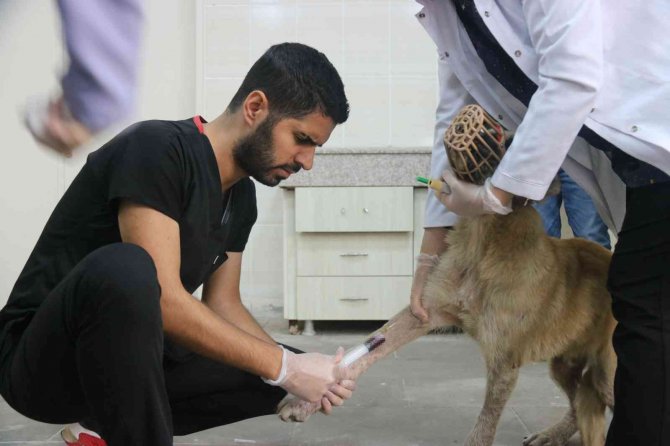 Diyarbakır’daki Hayvan Hastanesi, Bölgede Yabani Ve Evcil Hayvanlara Sağlık Üssü Oldu