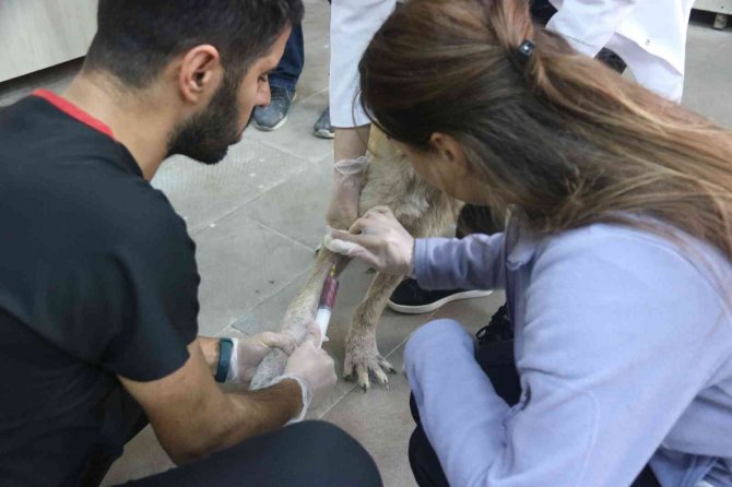 Diyarbakır’daki Hayvan Hastanesi, Bölgede Yabani Ve Evcil Hayvanlara Sağlık Üssü Oldu