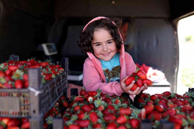 Ekinözü’nde Çilek Hasadı Mesaisi Kasım Ayında Da Sürüyor
