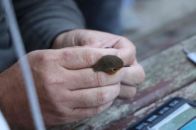 Kızılırmak Deltası Kuş Cenneti’nde 170 Bin Kuş Halkalandı